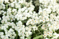 Anaphalis triplinervis 'Sommerschnee'