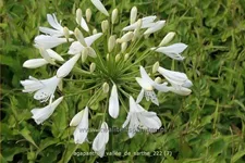 Agapanthus 'Vallée de Sarthe'