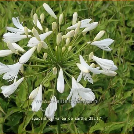 Agapanthus 'Vallée de Sarthe'