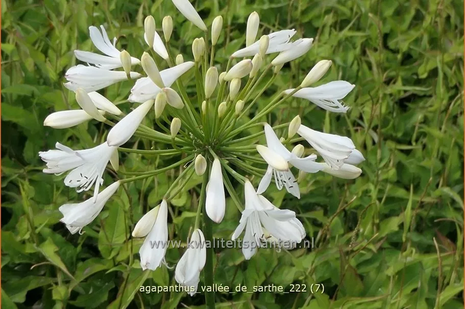 Agapanthus 'Vallée de Sarthe'