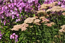 Achillea millefolium 'Lachsschönheit'