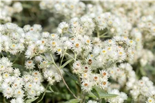 Anaphalis triplinervis 'Sommerschnee'