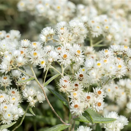 Anaphalis triplinervis 'Sommerschnee'
