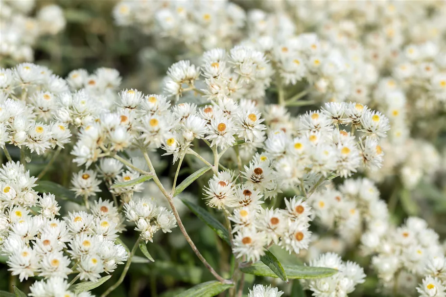 Anaphalis triplinervis 'Sommerschnee'
