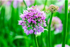 Allium senescens 'Millenium'