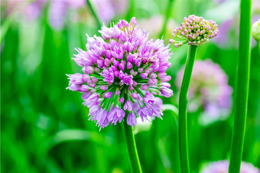 Allium senescens 'Millenium'