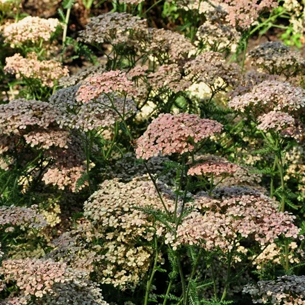 Achillea millefolium 'Lachsschönheit'