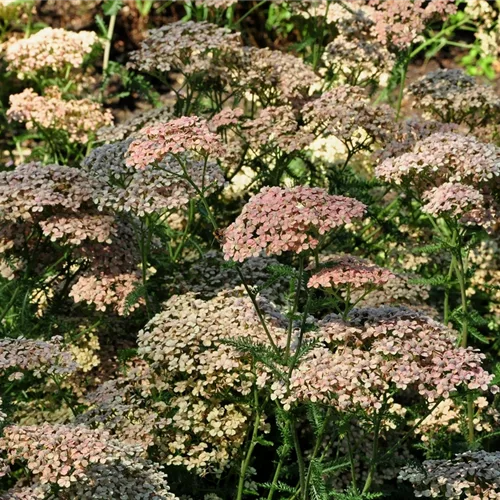 Achillea millefolium 'Lachsschönheit'