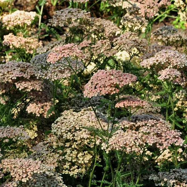 Achillea millefolium 'Lachsschönheit'