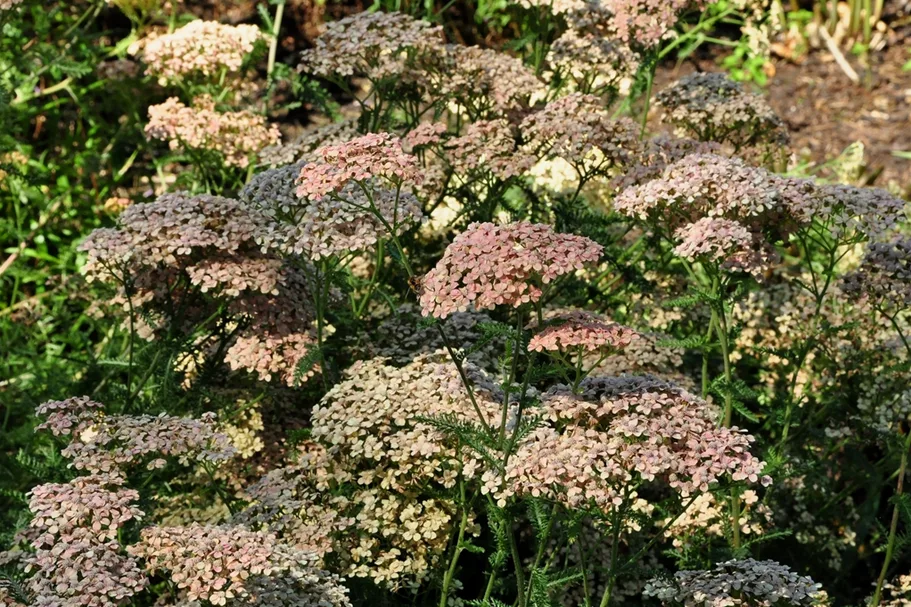 Achillea millefolium 'Lachsschönheit'
