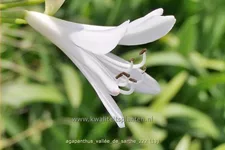 Agapanthus 'Vallée de Sarthe'