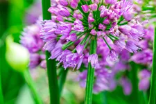 Allium senescens 'Millenium'