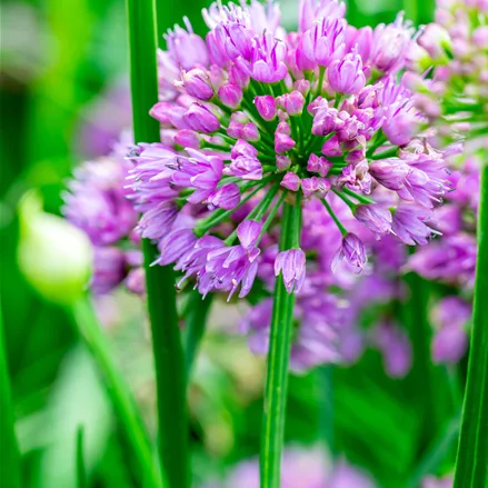 Allium senescens 'Millenium'