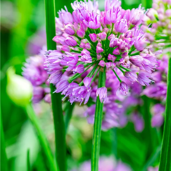 Allium senescens 'Millenium'