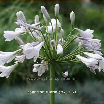 Agapanthus africanus 'Windsor Grey'