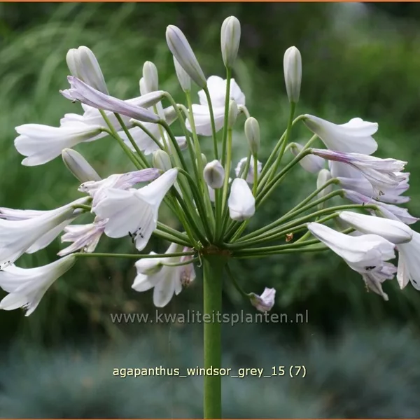 Agapanthus africanus 'Windsor Grey'