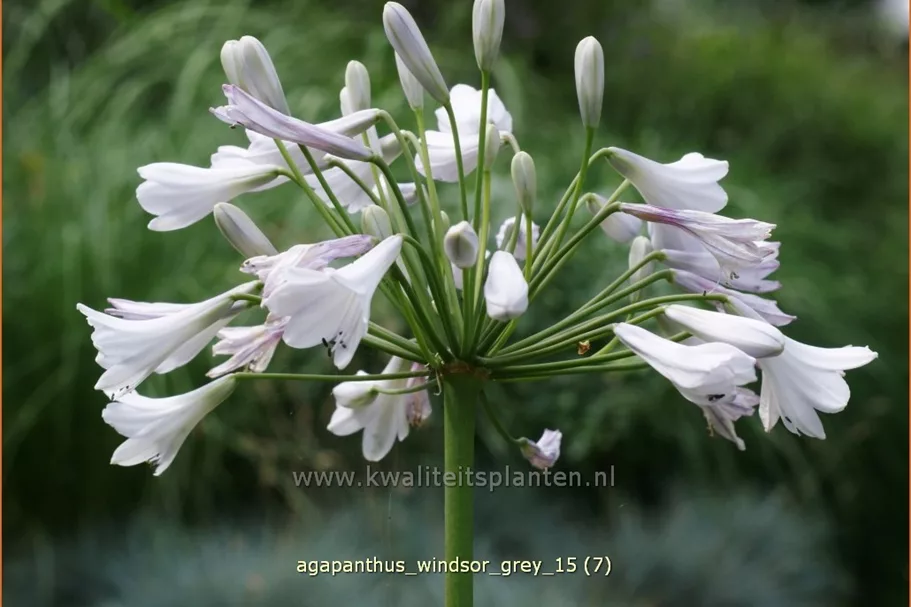 Agapanthus africanus 'Windsor Grey'