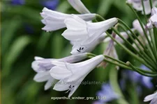 Agapanthus africanus 'Windsor Grey'