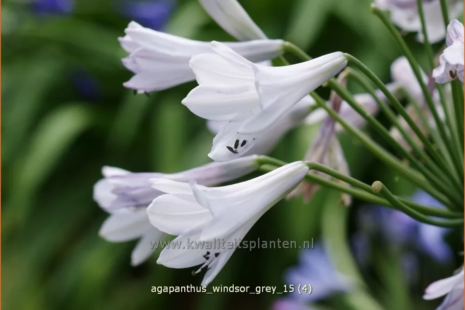 Agapanthus africanus 'Windsor Grey'