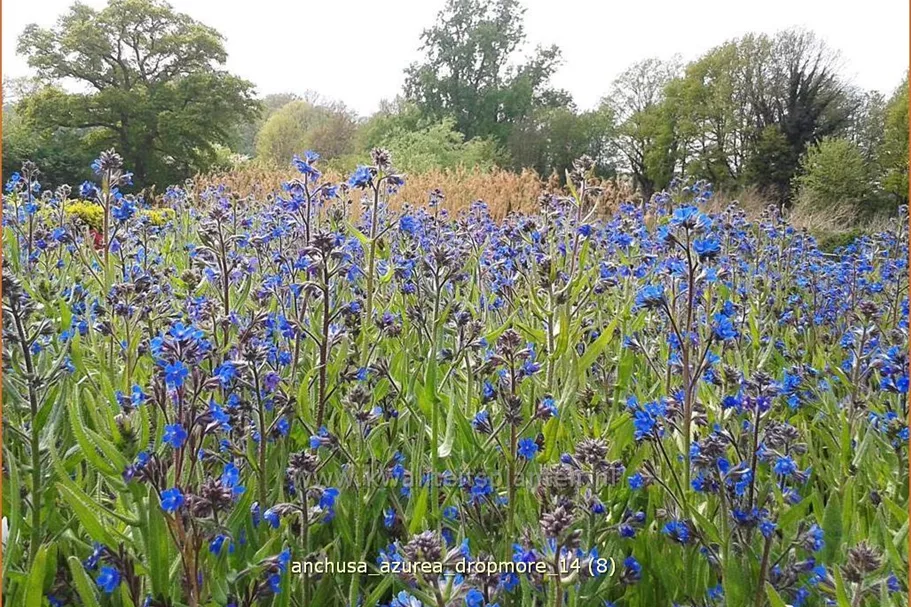 Anchusa azurea 'Dropmore'