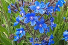 Anchusa azurea 'Dropmore'