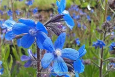 Anchusa azurea 'Dropmore'
