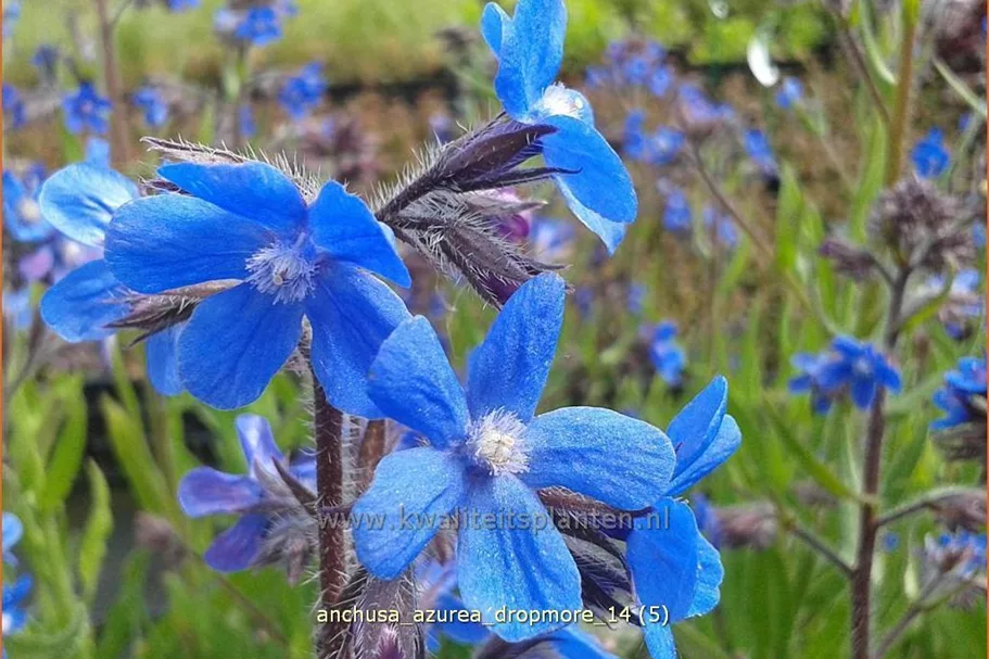 Anchusa azurea 'Dropmore'