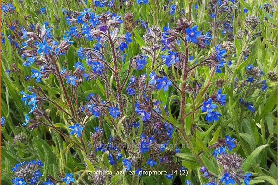 Anchusa azurea 'Dropmore'