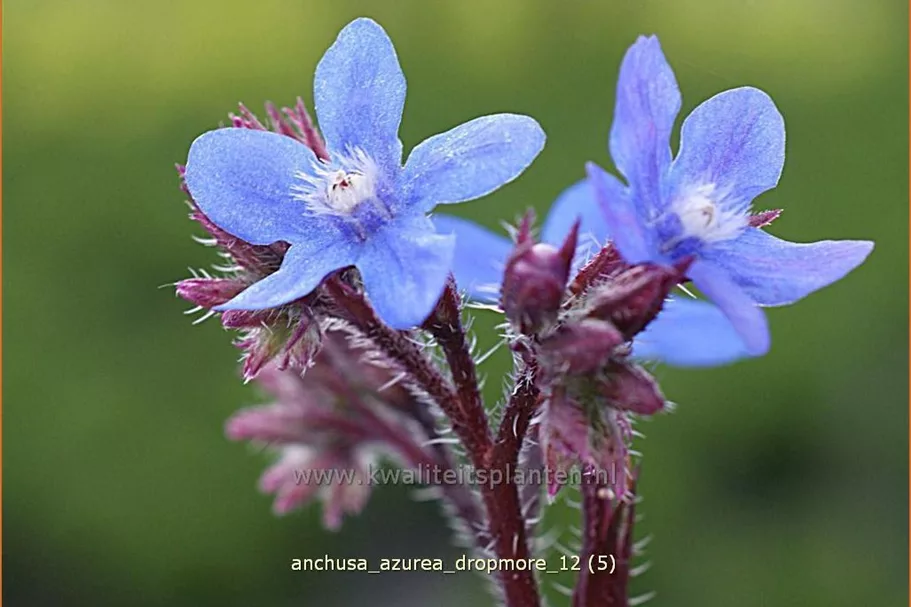 Anchusa azurea 'Dropmore'