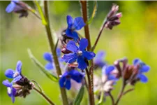 Anchusa azurea 'Dropmore'