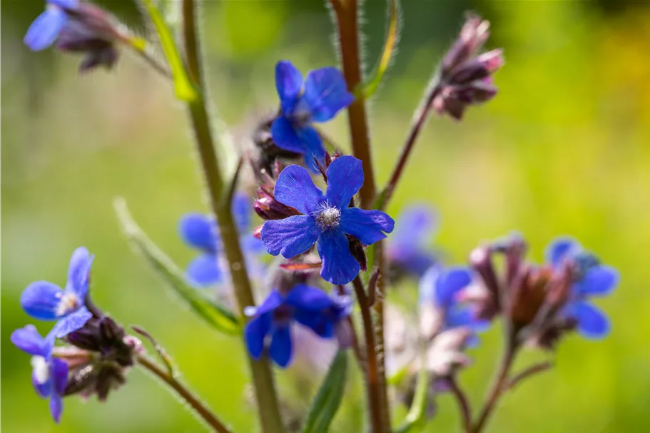 Anchusa azurea 'Dropmore'
