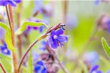 Anchusa azurea 'Dropmore'
