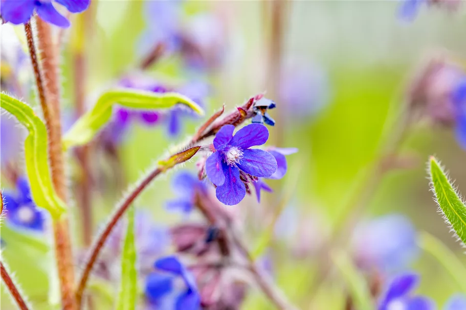 Anchusa azurea 'Dropmore'