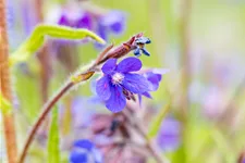 Anchusa azurea 'Dropmore'