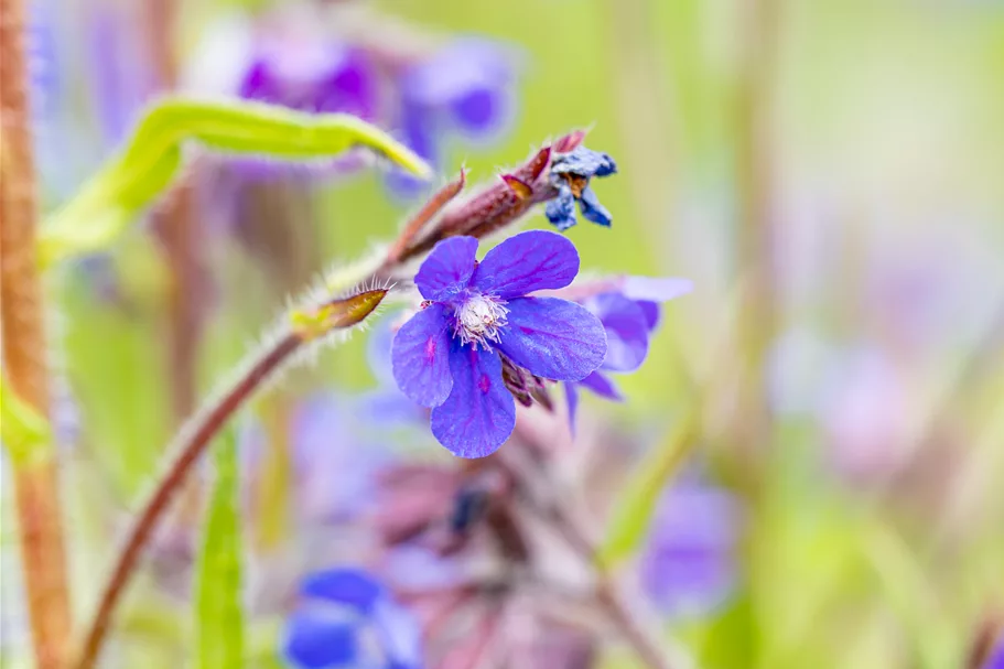 Anchusa azurea 'Dropmore'