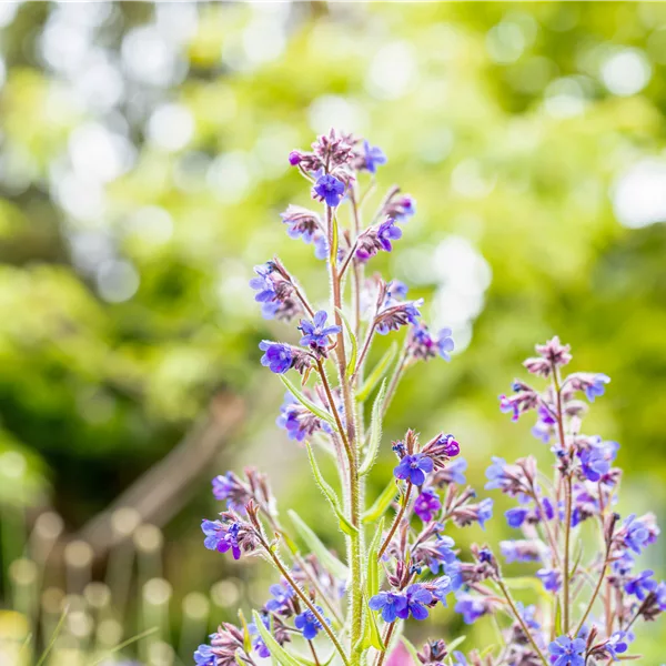 Anchusa azurea 'Dropmore'