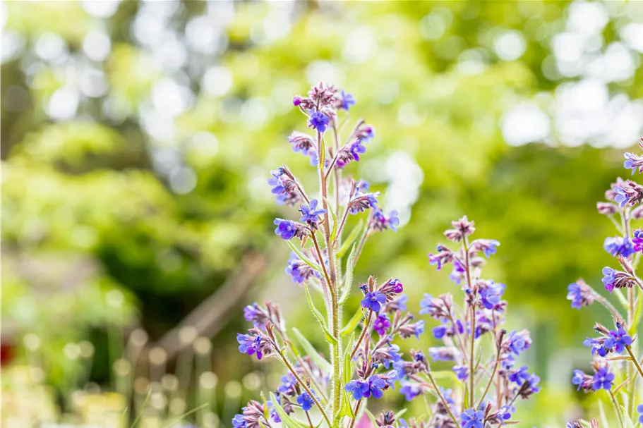 Anchusa azurea 'Dropmore'
