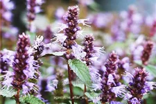 Agastache rugosa 'After Eight'®