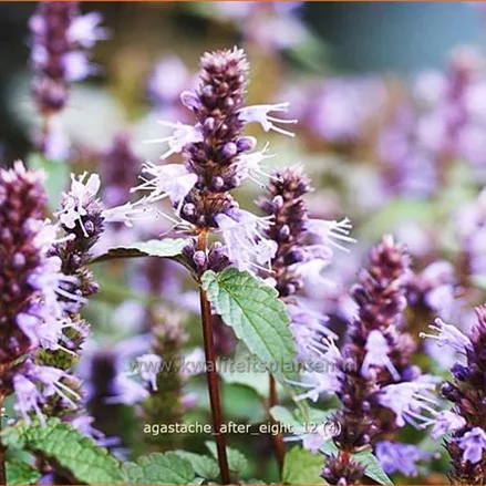 Agastache rugosa 'After Eight'®