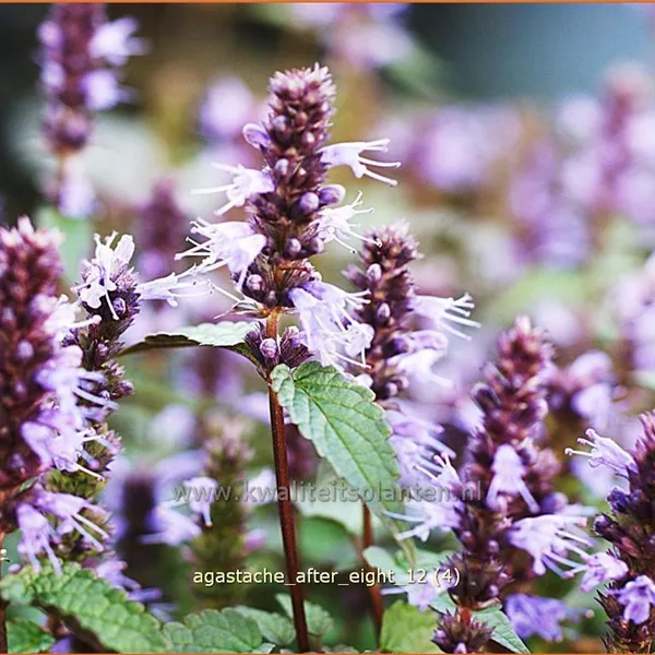 Agastache rugosa 'After Eight'®