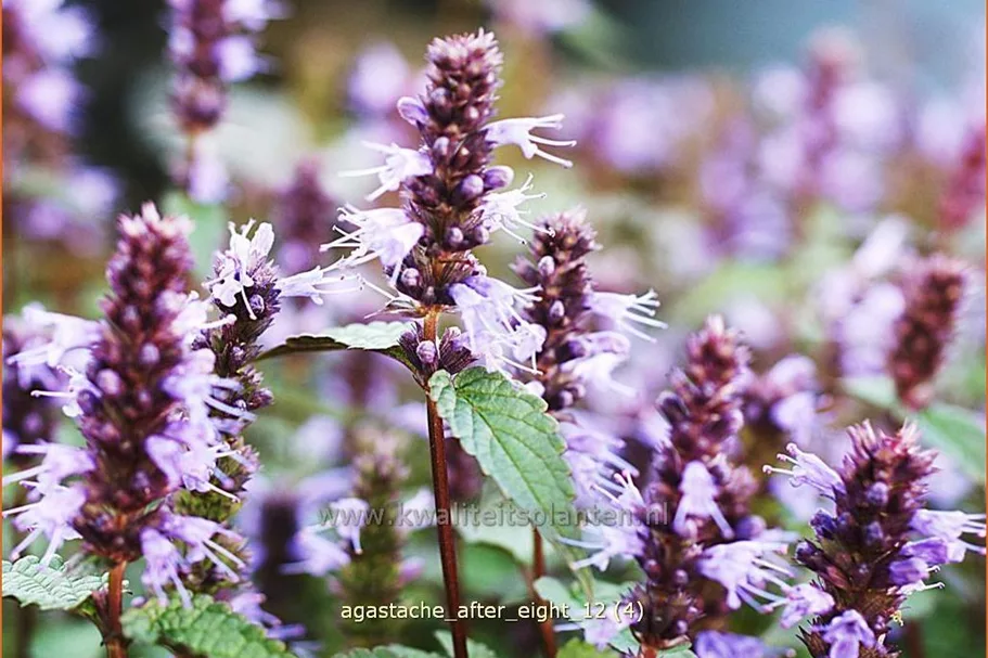 Agastache rugosa 'After Eight'®