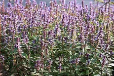 Agastache rugosa 'After Eight'®