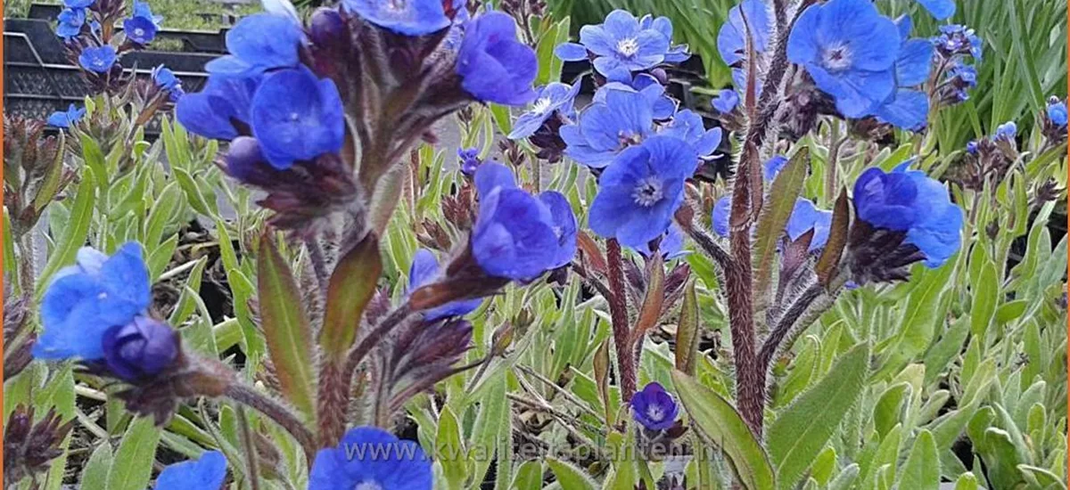 Anchusa azurea 'Loddon Royalist'