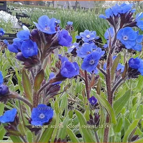 Anchusa azurea 'Loddon Royalist'