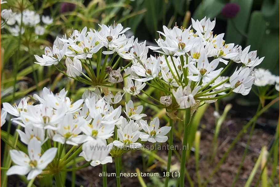 Allium neapolitanum
