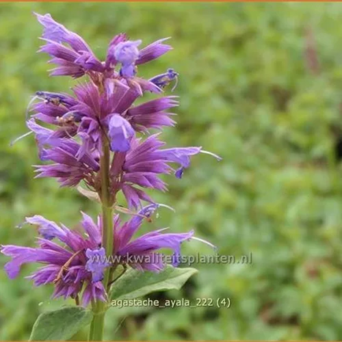 Agastache 'Ayala'