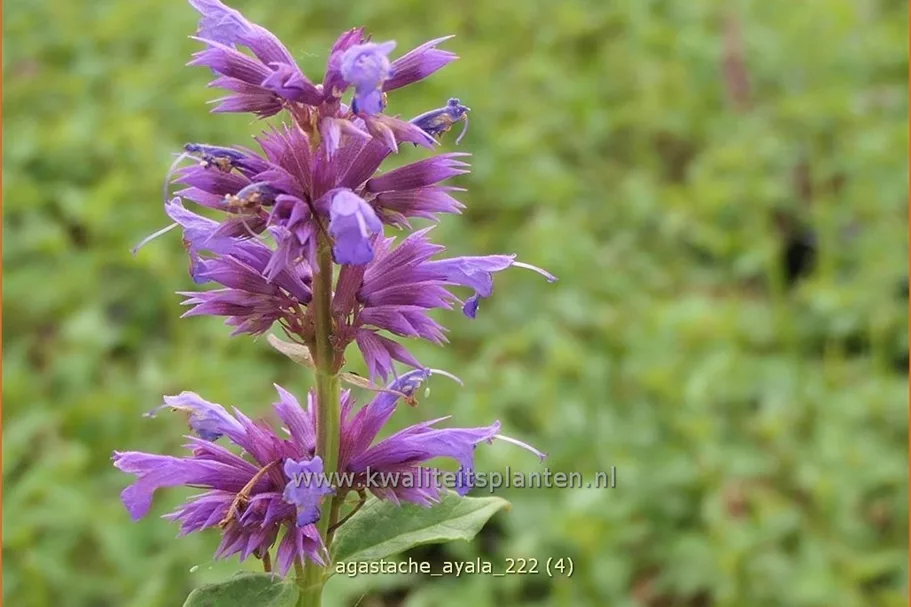 Agastache 'Ayala'