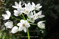 Allium neapolitanum