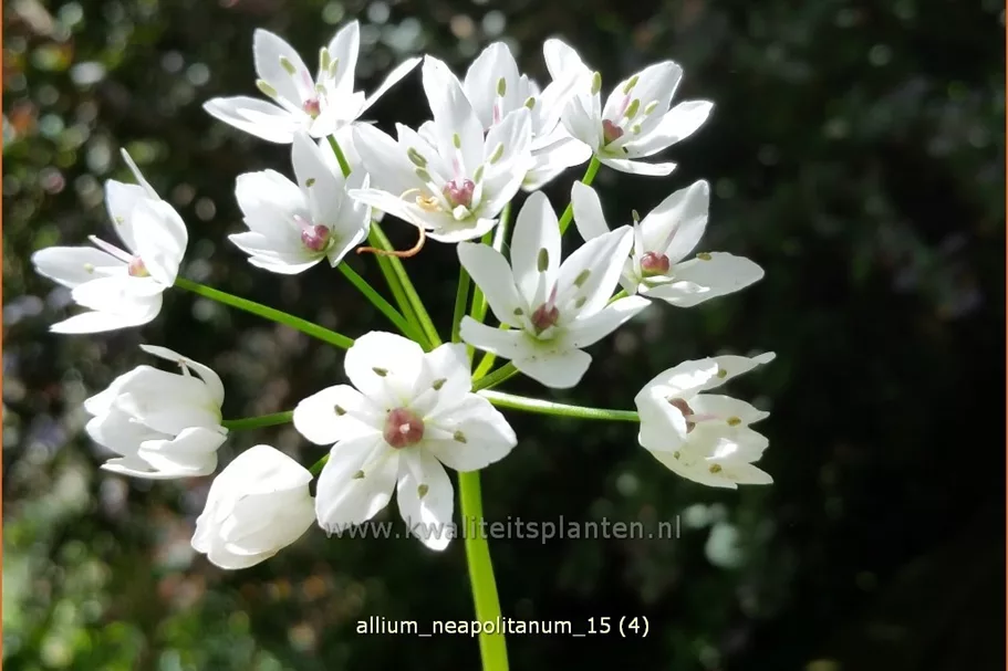 Allium neapolitanum