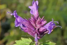 Agastache 'Ayala'